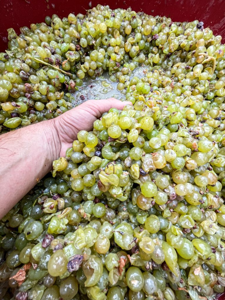 Žele  Kuhano Vino - Vin Brule
