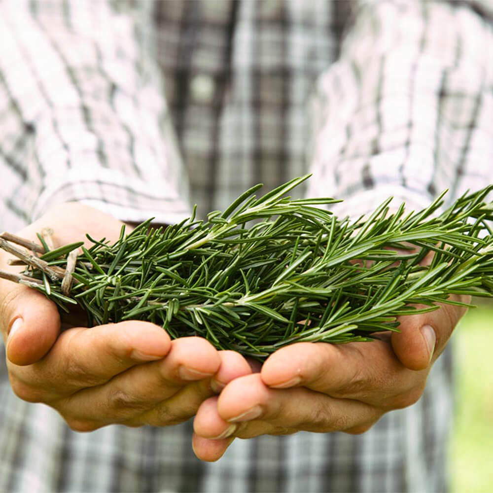 Rosemary hair spray