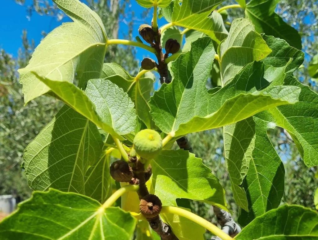 Fig leaf tea 30 g