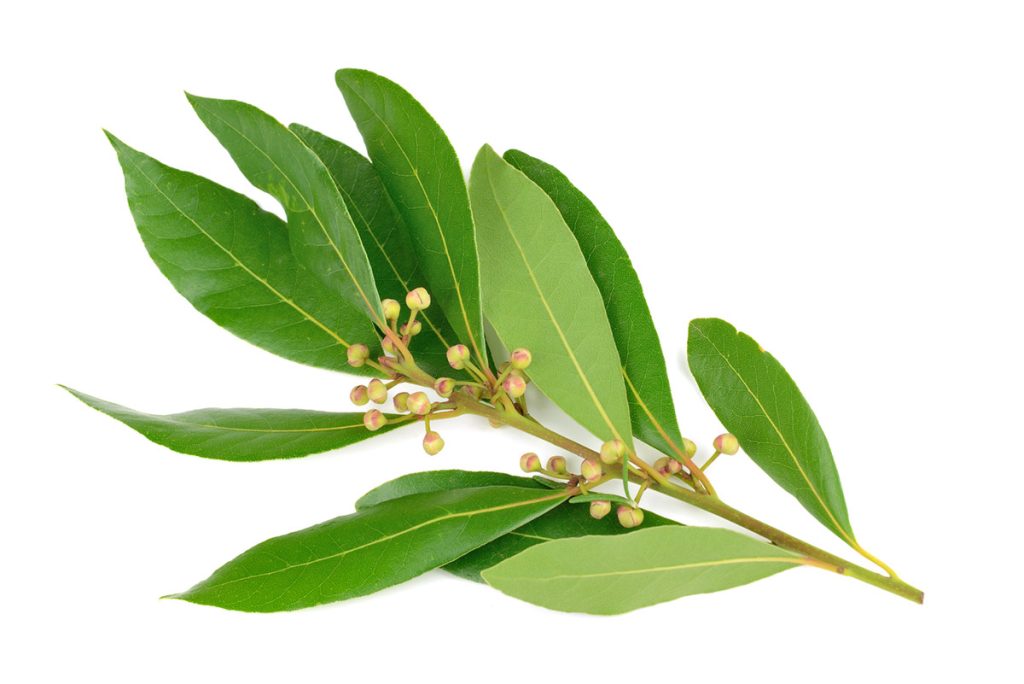 Essence - Laurel Hydrosol