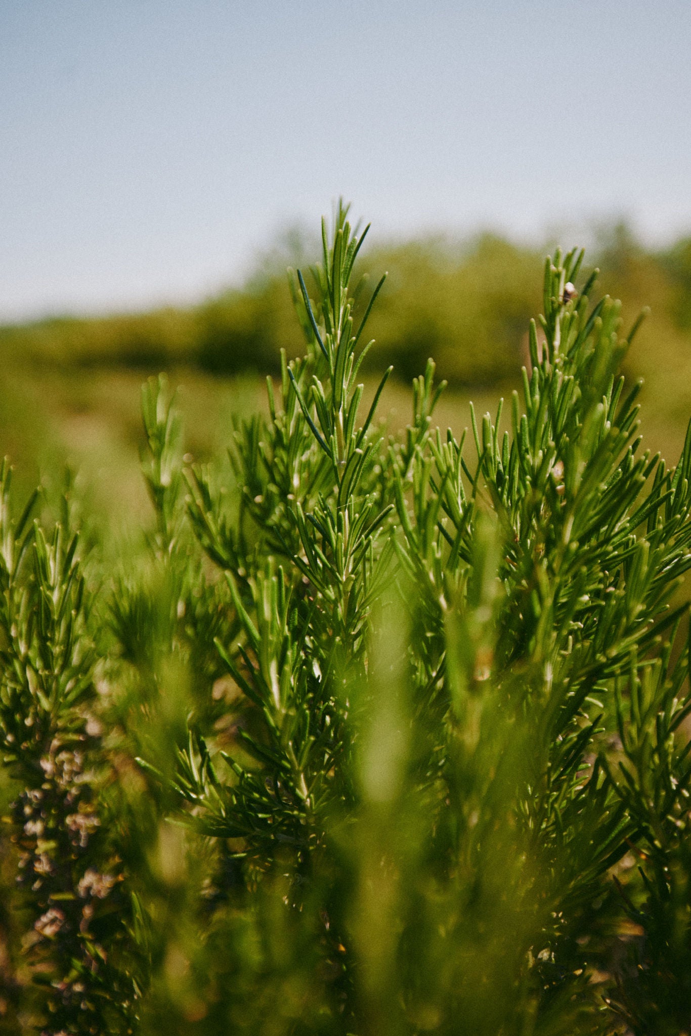 Rosemary water